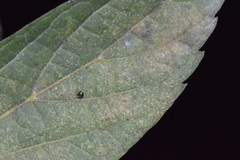 Celticecis cupiformis