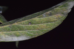 Celticecis cupiformis