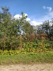 Heracleum sosnowskyi