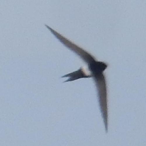 Horus Swift (Apus horus), photo 9
