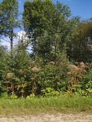 Heracleum sosnowskyi