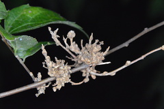 Aceria celtis