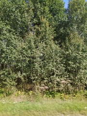 Heracleum sosnowskyi