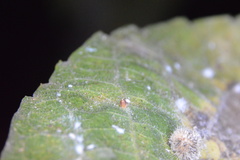 Celticecis cupiformis