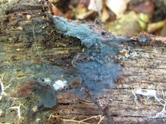 Byssocorticium pulchrum