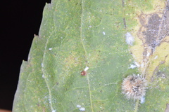 Celticecis cupiformis