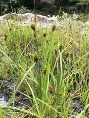 Carex projecta