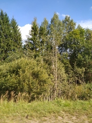 Calamagrostis epigejos