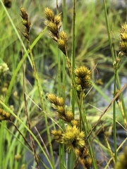 Carex projecta