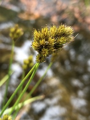 Carex projecta