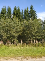 Chamaenerion angustifolium