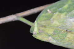 Celticecis capsularis