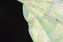 Celticecis capsularis