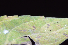 Celticecis cupiformis