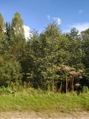 Heracleum sosnowskyi