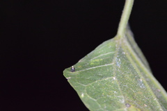 Celticecis cupiformis