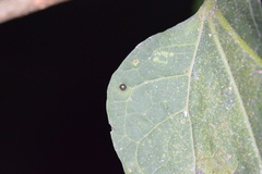 Celticecis cupiformis