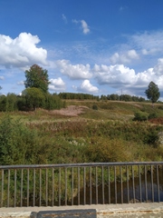 Chamaenerion angustifolium