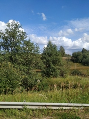 Calamagrostis epigejos