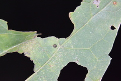 Celticecis cupiformis