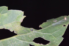 Celticecis cupiformis