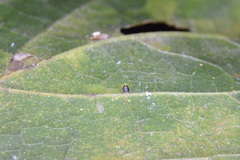 Celticecis cupiformis