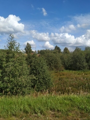 Calamagrostis epigejos