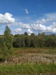 Chamaenerion angustifolium