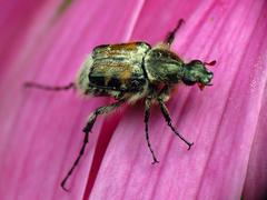 Trichiotinus viridans