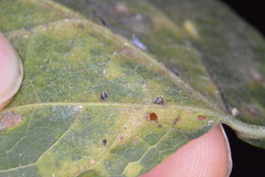 Celticecis cupiformis