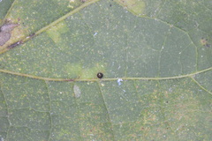 Celticecis cupiformis