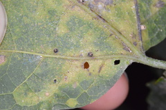 Celticecis cupiformis