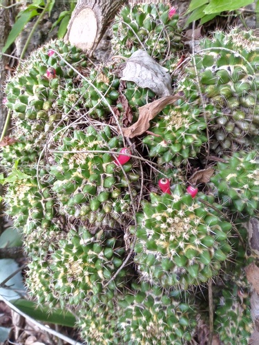 Foto de Mammillaria voburnensis