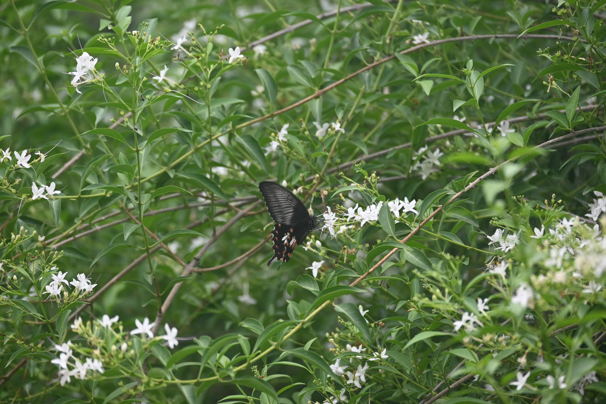 Common Mormon