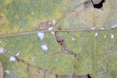 Celticecis cupiformis