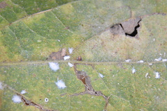 Celticecis cupiformis