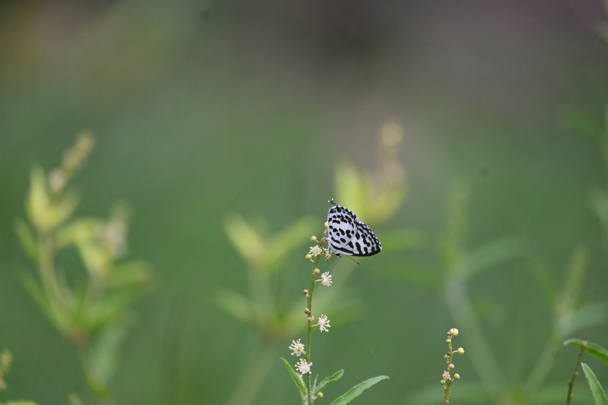 Common Pierrot
