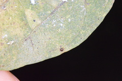 Celticecis cupiformis