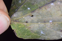 Celticecis cupiformis