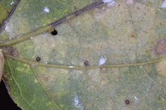 Celticecis cupiformis