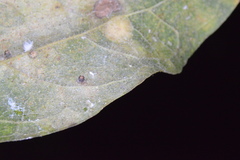 Celticecis cupiformis