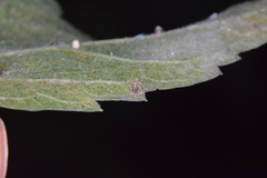 Celticecis cupiformis