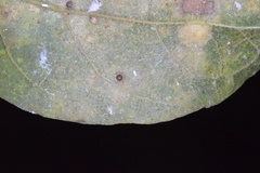 Celticecis cupiformis