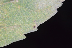 Celticecis cupiformis