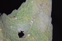 Celticecis cupiformis