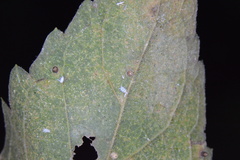 Celticecis cupiformis