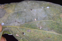 Celticecis cupiformis