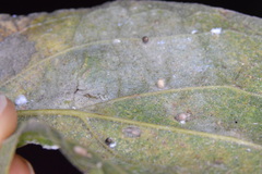 Celticecis cupiformis