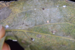 Celticecis cupiformis