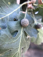 Cynips multipunctata